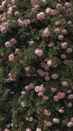 pink flowers growing on the side of a building