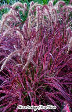 purple grass in the middle of a garden