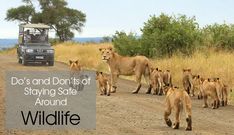 a group of lions walking across a dirt road next to a vehicle and trees in the background