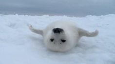 a baby seal laying on its back in the snow with it's eyes open