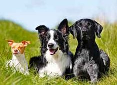 three black and white dogs sitting in the grass with their heads turned to the side