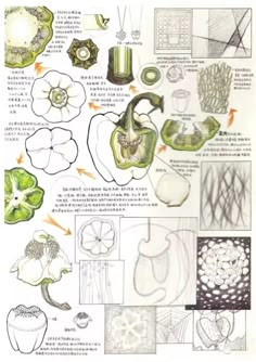 an image of some flowers and plants that are in the same drawing style as each other