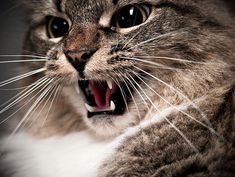 a cat with its mouth open and it's teeth wide open, showing fangs