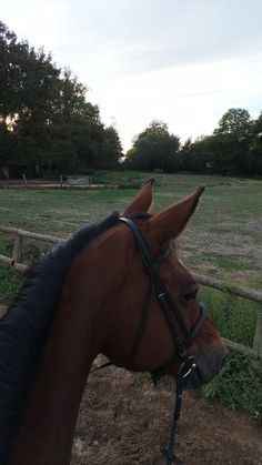 a brown horse standing on top of a lush green field