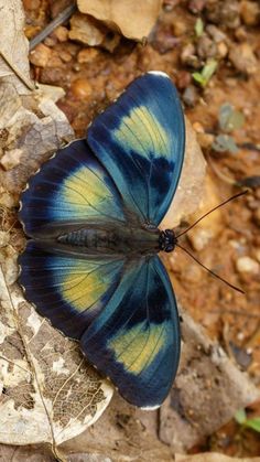 a blue and yellow butterfly laying on the ground