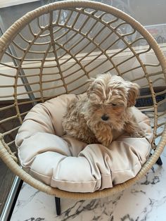 a small dog is sitting in a chair with a pillow on it's back