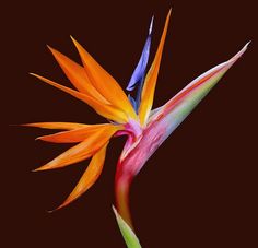 an orange and blue bird of paradise flower on a black background greeting card for sale by person