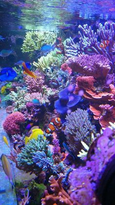 an aquarium filled with lots of different types of fish and corals on the water