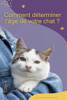 a cat is sitting on someone's lap with the caption comment d'determiner l'age de votre chat?