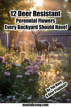 two deer standing next to each other with the words 12 deer resistant perennial flowers every backyard should have