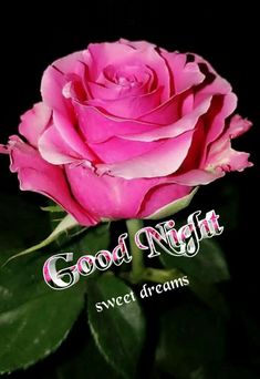 a pink rose with the words good night sweet dreams