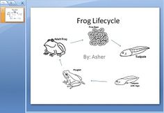 the frog life cycle worksheet is shown in this screenshote screen shot