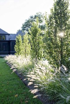 the house is surrounded by tall grass and trees