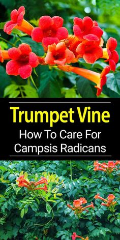 the cover of trumpet vine how to care for campis radicans