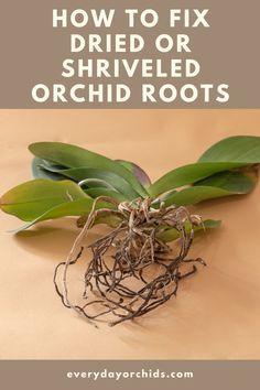 a close up of a plant with the words how to fix dried or shredded orchid roots