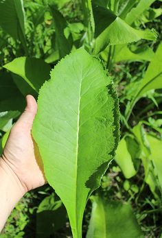 a person holding up a large green leaf