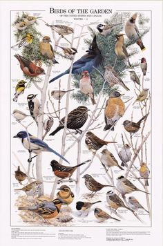 the birds of the garden poster is displayed on a white background and features many different kinds of birds