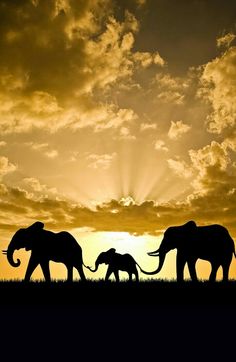 three elephants are silhouetted against an orange and black sky as the sun sets behind them