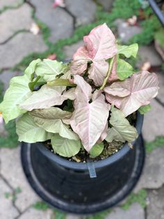 a potted plant with pink and green leaves on the ground next to a sidewalk