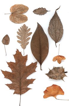 several different types of leaves on a white background