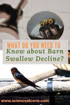 what do you need to know about barn swallow decline? - sciencelablove com