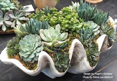 there are many succulents in the planter on the table