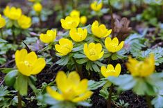 small yellow flowers are growing in the dirt