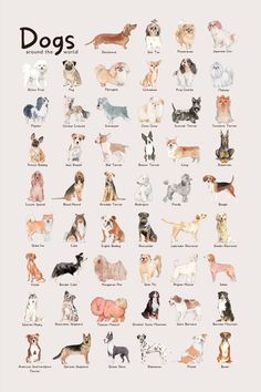 a poster with many different dogs on it's back and front sides, all in different colors