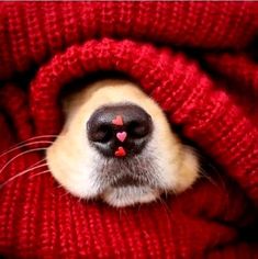 a dog's nose is poking out from under a red blanket with hearts on it