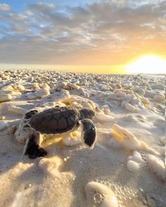 a baby turtle crawling on the beach at sunset