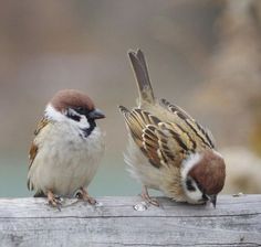 two small birds perched on top of a wooden fence post next to eachother