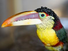 a colorful bird with a long beak and black, red, yellow and green feathers