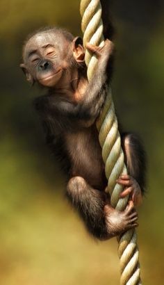 a baby monkey hanging on to a rope