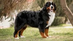 a large black and brown dog standing in the grass