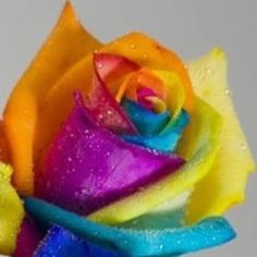 a rainbow colored rose with water droplets on it