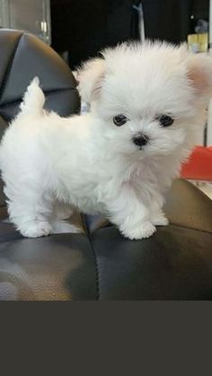 a small white dog standing on top of a black chair