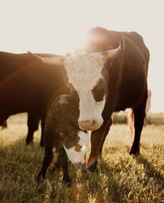 two cows standing next to each other in a field with the sun shining on them