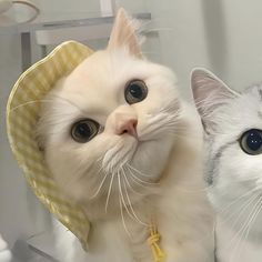 two white cats with hats on their heads