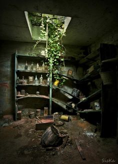 an old run down room with plants growing out of the ceiling and shelves full of bottles