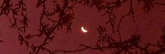 the moon is seen through some branches at night