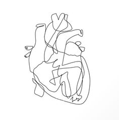 a continuous drawing of the human heart