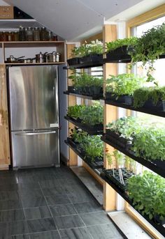 a kitchen filled with lots of plants growing in the middle of it's shelves