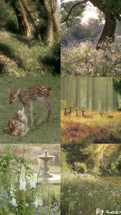 four different pictures of deer in the woods and trees, with one baby deer laying on the ground