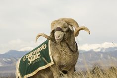 a ram with a green and gold blanket on it's back