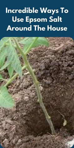 a close up of a plant growing out of the ground with text reading incredible ways to use epsom salt around the house