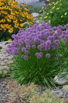 purple flowers are growing in the garden