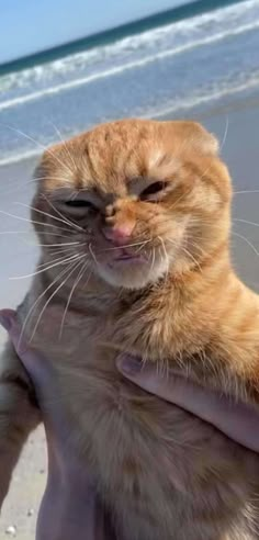 an orange cat is being held by someone on the beach with his arm wrapped around him