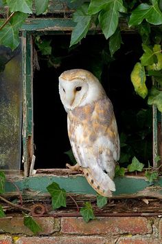 an owl sitting on top of a window sill surrounded by green leaves and ivy