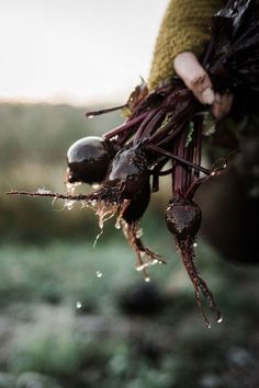 a person holding some kind of plant in their hand with water droplets on it's leaves