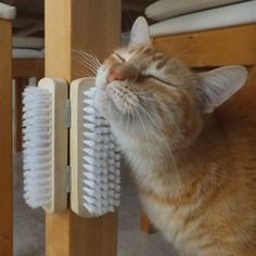 an orange and white cat laying on top of a wooden table next to a brush